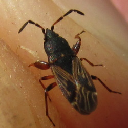 Icus angularis